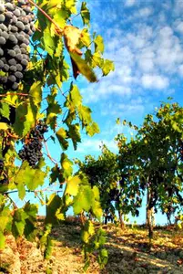 Under the blazing Pugliese sun, not far from the azure seas of the Mediterranean, you'll find  the vineyards of Cantina San Pancrazio. Puglia wines of finest quality.