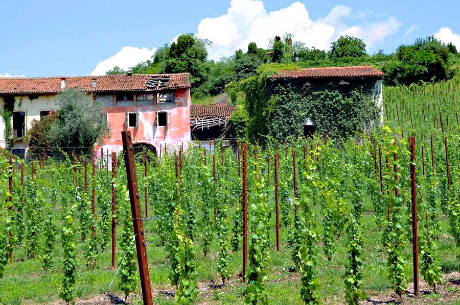 Wineries near Venice