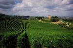  Frascati Wines by Michelle Aschbacher -