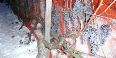 Italian Ice Wine Italian Ice Wine