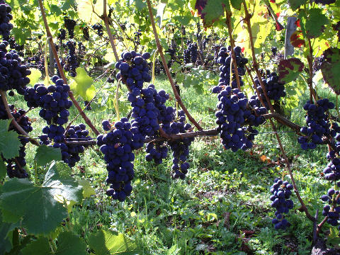 Italian Ice Wine Italian Ice Wine