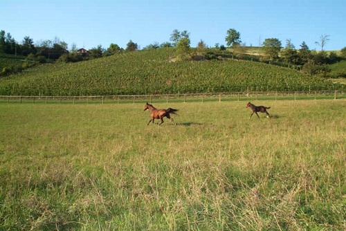 ItalianHorses  ItalianHorses