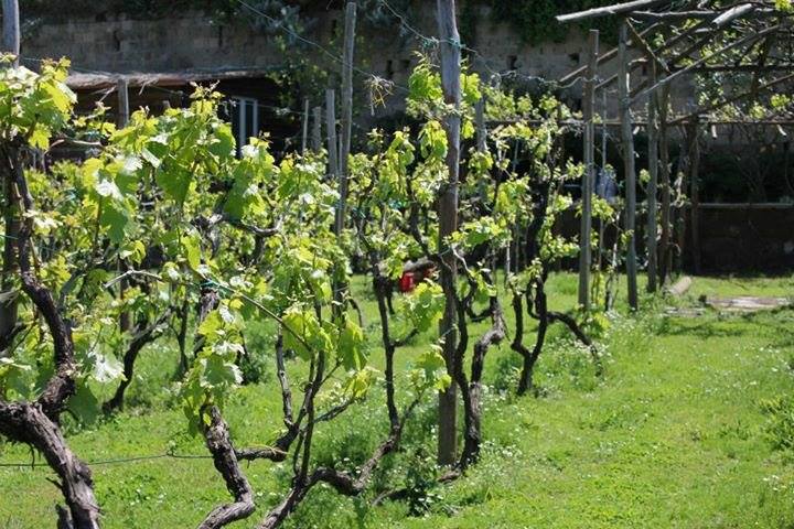 Procida Vine