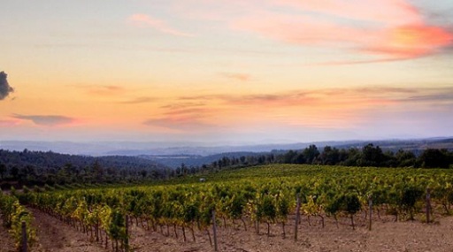Italian Wine Producer Italian Wine Producer