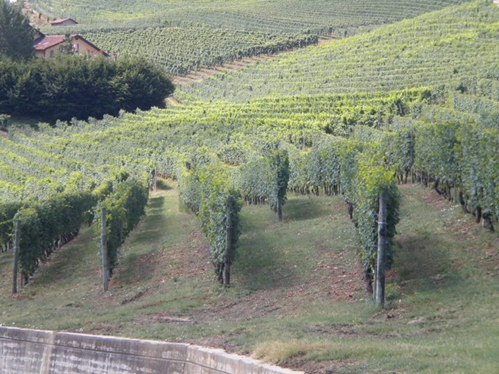 Langhe Vineyards