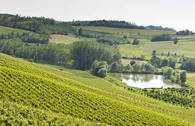 Looking for stock for my online Italian wine shop Franco told me he only needed to show me one wine -  the “Red Prince of Monferrato” and I'd understand everything. I  took a sip...wow!