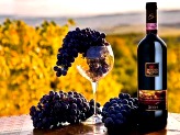 Best Wines of Tuscany 