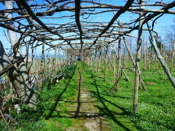 Procida Island Vineyard