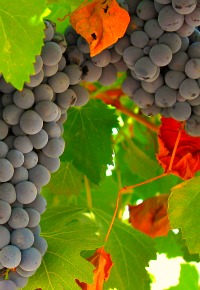 Wineries near Rome   Wineries near Rome